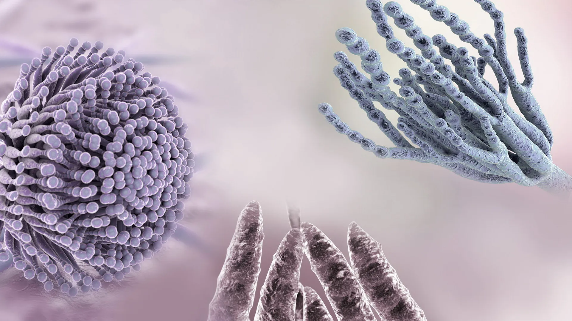 Mold-Free yet still has Mycotoxins